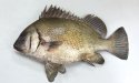 クロコショウダイのサムネイル写真