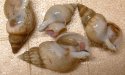 トウダカバイのサムネイル写真