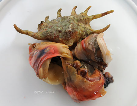 極上のクモ貝 クモガイ | 軟体 | 市場魚貝類図鑑