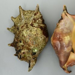 ラクダガイ　大　蓋付き　貝殻　標本 ラクダガイ | 軟体 | 市場魚貝類図鑑