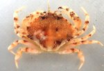 イボイチョウガニのサムネイル写真