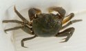 アシハラガニのサムネイル写真
