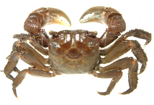 甲幅40mm前後になる。