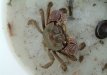 クロベンケイガニのサムネイル写真