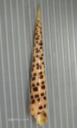 タケノコガイのサムネイル写真
