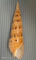 リュウキュウタケのサムネイル写真