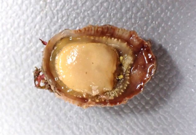 20mm SL前後になる。殻はあまり膨らまない。殻表に棘の洌がある。軟体は庇状の隙間に一部を刺し込んでいる。