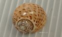 ヒョウダマのサムネイル写真