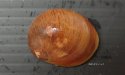 キヌカツギタマツバキのサムネイル写真