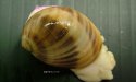 ヌノメリスガイのサムネイル写真