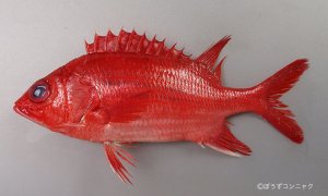 アオスジエビスのサムネイル写真