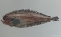 ウケグチザラガレイのサムネイル写真