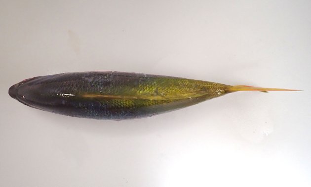 35cm SL 前後になる。タカサゴ科の中では体高があり、あまり側へんしない。背の前方と中央部分はコバルトブルーで背の後半が黄色い。腹部は赤い。尾に斑紋がない。前上顎骨の後方突起は１つ。頭部の目の上の鱗の帯は中央部で分断される。［27cm・571g］