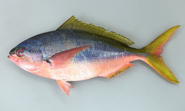 35cm SL 前後になる。タカサゴ科の中では体高があり、あまり側へんしない。背の前方と中央部分はコバルトブルーで背の後半が黄色い。腹部は赤い。尾に斑紋がない。前上顎骨の後方突起は１つ。頭部の目の上の鱗の帯は中央部で分断される。［30cm・691g］