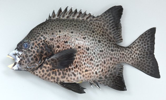 イシガキダイ | 魚類 | 市場魚貝類図鑑