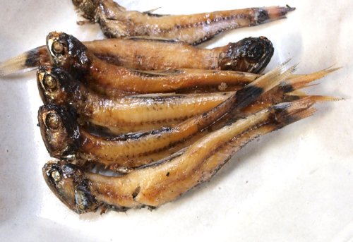 ハダカイワシの丸干し