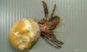 イシダタミヤドカリのサムネイル写真