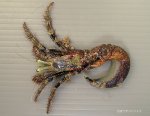 オイランヤドカリのサムネイル写真