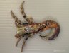 オイランヤドカリのサムネイル写真