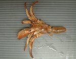 ケスジヤドカリのサムネイル写真