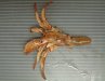 ケスジヤドカリのサムネイル写真