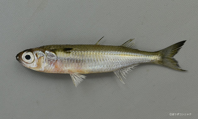 ホソオビヤクシマイワシ | 魚類 | 市場魚貝類図鑑