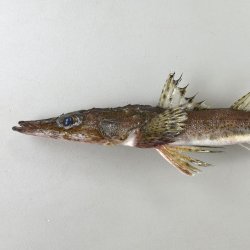 ハナメゴチ | 魚類 | 市場魚貝類図鑑