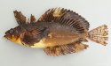 イソバテングのサムネイル写真