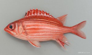テリエビスのサムネイル写真