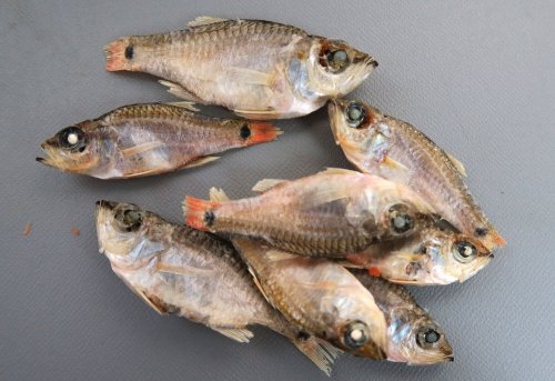 はりめの煮干、あかじゃこの煮干し／徳島県・高知県