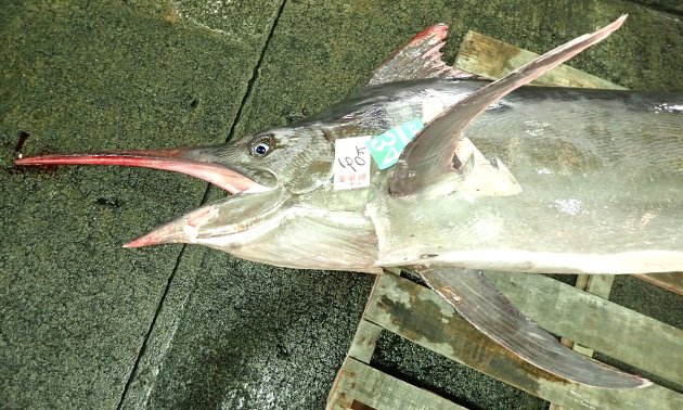 シロカワカジキ 角 特大 激レア！ シロカジキ (シロカワカジキ) | 市場魚貝類図鑑