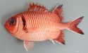 ウロコマツカサのサムネイル写真