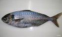 シルバーのサムネイル写真