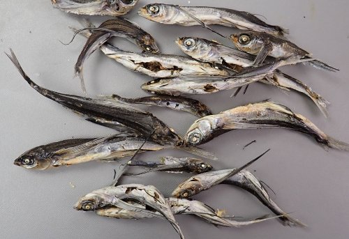 あご煮干し