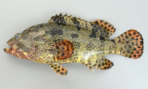 アカマダラハタの形態写真