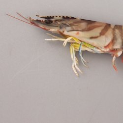 エビ | 市場魚貝類図鑑