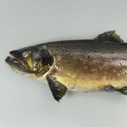 ブラウントラウト | 魚類 | 市場魚貝類図鑑