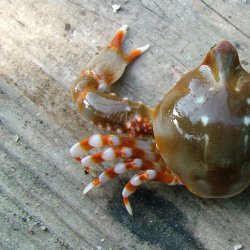 ツノナガコブシ | 甲殻 | 市場魚貝類図鑑
