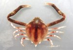 テナガコブシのサムネイル写真