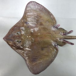 ドブカスベ | 魚類 | 市場魚貝類図鑑