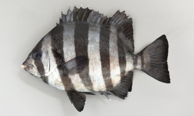 イシダイ | 魚類 | 市場魚貝類図鑑