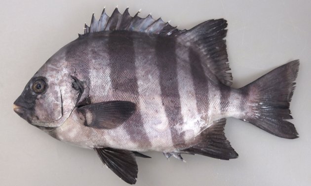 イシダイ | 魚類 | 市場魚貝類図鑑