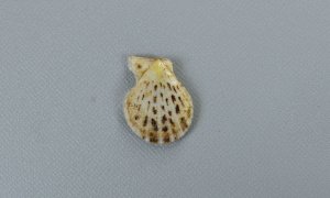 ナデシコガイのサムネイル写真