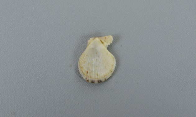 殻高4cm前後になる。貝殻は薄くもろい。