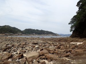 ヒメアサリの生息場所