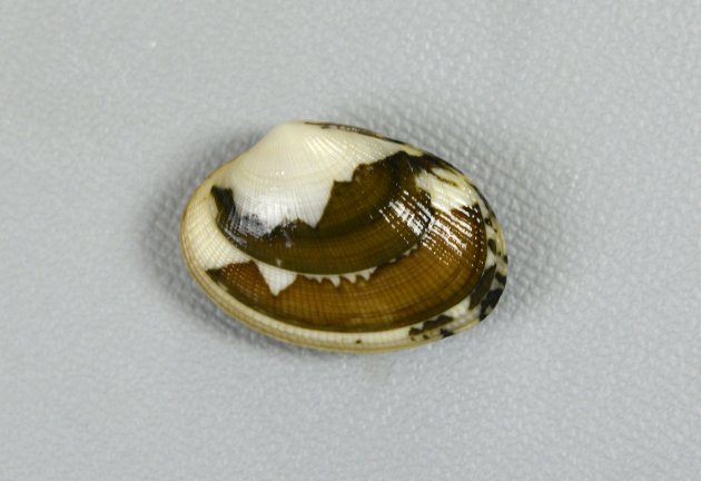 殻長3cm前後になる。卵形。アサリと比べると小振りで貝殻が薄く、ふくらみもない。殻表は放射肋と成長線で布目状。貝殻の模様は多様。