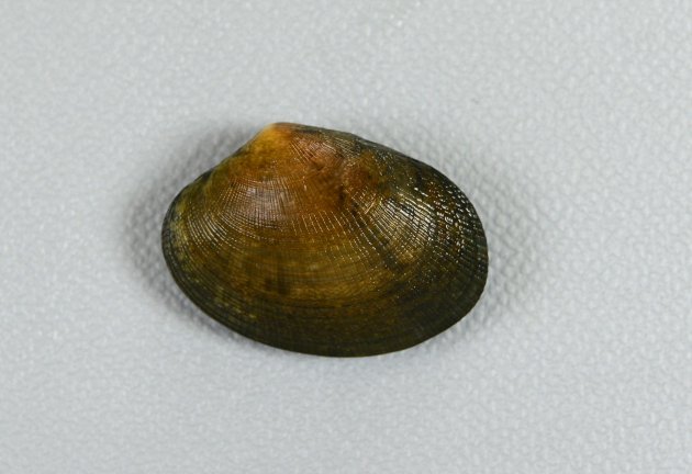 殻長3cm前後になる。卵形。アサリと比べると小振りで貝殻が薄く、ふくらみもない。殻表は放射肋と成長線で布目状。貝殻の模様は多様。