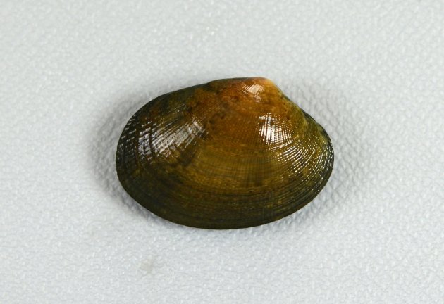 殻長3cm前後になる。卵形。アサリと比べると小振りで貝殻が薄く、ふくらみもない。殻表は放射肋と成長線で布目状。貝殻の模様は多様。