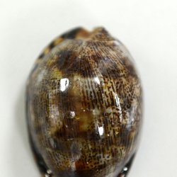 タカラガイ　ウミウサギガイ　屋久島天然 ヤクシマダカラ (ヤクジマダカラ) | 市場魚貝類図鑑