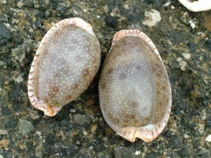 タカラガイ | 市場魚貝類図鑑